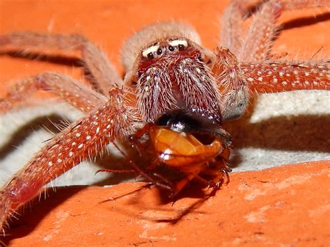 Rscn6800 Badge Huntsman Neosparassus Diana Spider Eating B Flickr