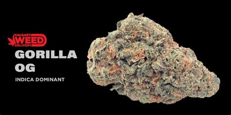 Buy Gorilla OG Online In Calgary Calgary Weed Delivery