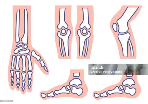 Anatomie Du Squelette Du Corps Humain Partie Du Concept De Collection