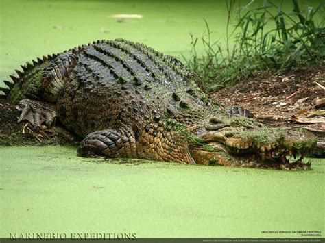 Undefined Saltwater Crocodile Crocodile Species Crocodiles