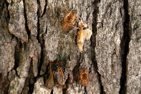 Cicadas 2024 Map Everything About The Rare Double Emergence Of Broods