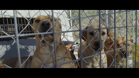 2017 Bradford County Animal Control Pet Adoption Movie Ad Youtube