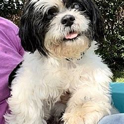 Davie Fl Shih Tzu Meet Hugo A Pet For Adoption Adoptapet