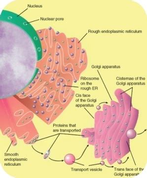 Describe the Three Types of Vesicles.