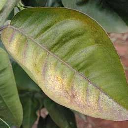 Citrus Increase Micronutrients Level Aries Agro