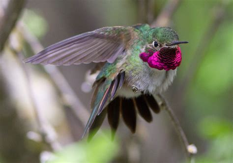 Idaho Birds Broad Tailed Hummingbird