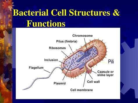 Ppt Bacterial Morphology Arrangement Powerpoint Presentation Free Download Id1780530