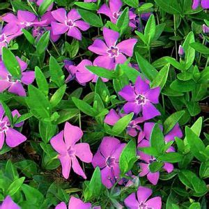 Buy Vinca Plants Online Online Shop Proctors Nursery