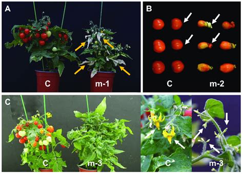 Various Phenotypes Of Mutant M2 Plants Mutants M 1 M 2 And M 3