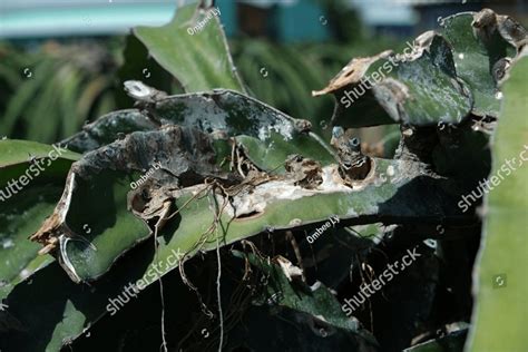 Dragon Fruit Diseases Dragon Dry Stem Rot Nature Stock Photos