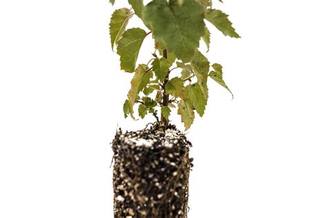 Silver Birch | Medium Tree Seedling – The Jonsteen Company