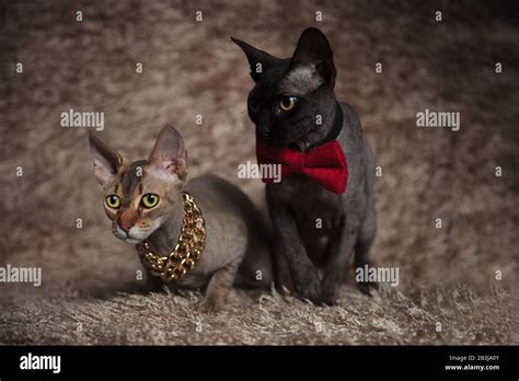 Couple Of Gray Black Cats Wearing A Bow Tiechain Sitting And Looking