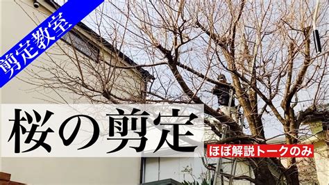 桜の剪定、解説しています。剪定時期は秋以降、特に厳寒期がおすすめです。サクラの剪定方法にはコツがあります。 Youtube