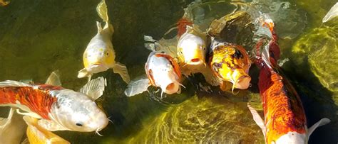 How To Naturally Prevent And Control Algae Growth In Your Pond Nualgi