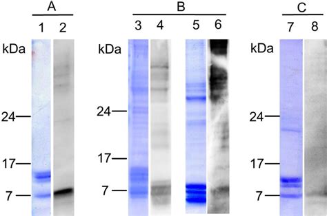 Coomassie Brilliant Blue CBB Staining And Western Blot Analysis Of