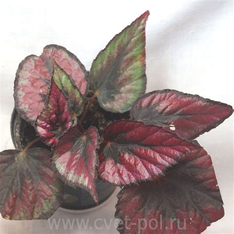 Бегония Maori Haze