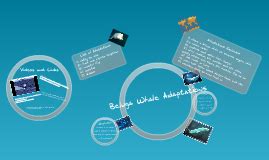 Beluga Whale Adaptations by Linh Pham on Prezi