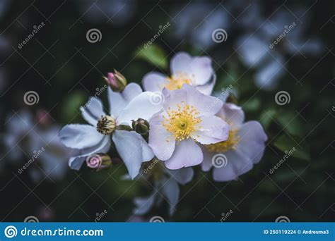 Flower Of Sweetbrier Or Wild Rose Stock Photo Image Of Blossom Wild