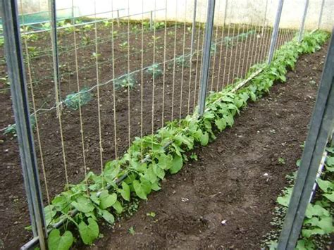 Entutorar Tomates Algunas T Cnicas La Jardinoteca