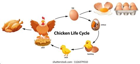 Chicken Life Cycle Diagram