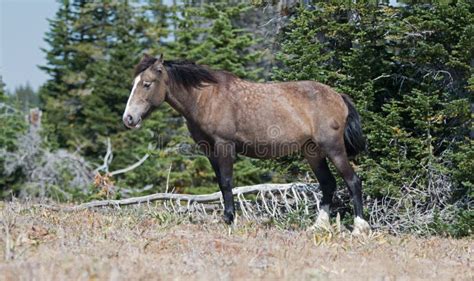 Pregnant Dun Colored Wild Horse Mare In The Pryor Mountains Wild Horse