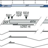 Schematic Of Herv K Hml Provirus And Splicing Of Rec And Np Mrnas