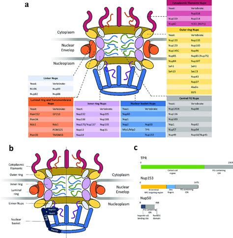 Nuclear Basket Nups A Schematic Illustration Of Overall Structure Of