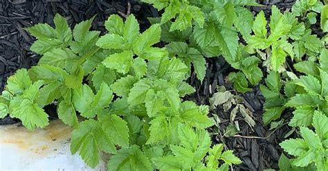 Invasive weeds : gardening