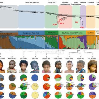 PDF Genetic Connections And Convergent Evolution Of Tropical