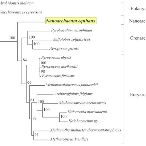 Coculture of Nanoarchaeum equitans and Ignicoccus sp. KIN4/1. Phase... | Download Scientific Diagram