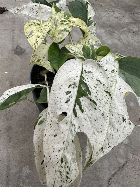 Epipremnum Pinnatum Marble King Limited Leaves Limited Leaves