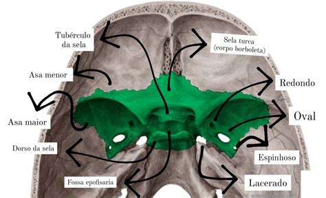 Osso Esfenoide Osso Esfenoide Anatomia Ossos Como Estudar Anatomia