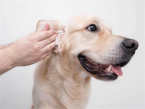 Causes Des Infections De L Oreille Chez Les Chiens Page Wellfeed