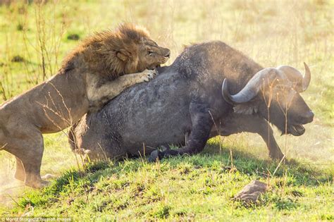 Moritz Stragholz Captures 2 Prowling Lions Attack A Large Buffalo In The Serengeti Daily Mail