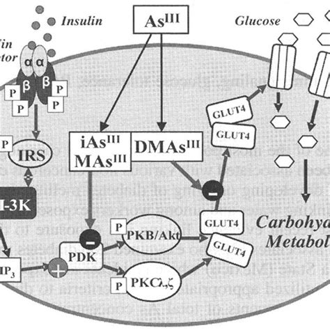 Inhibition Of Insulin Signaling In Adipocytes By Trivalent Arsenicals