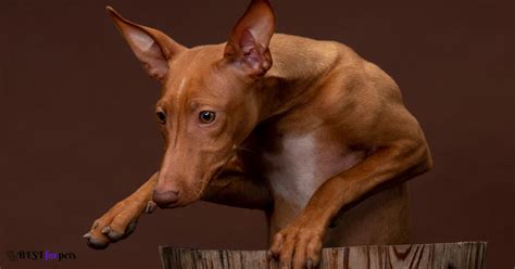 top  italian dog breeds   world