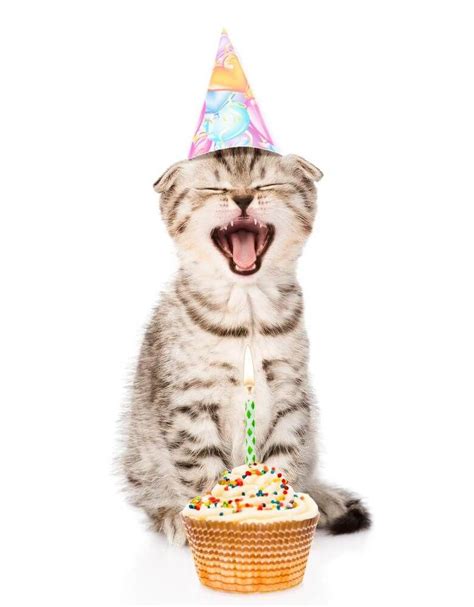 Happy Birthday Cat Images 2020 Hammpy Birthday Time Happy