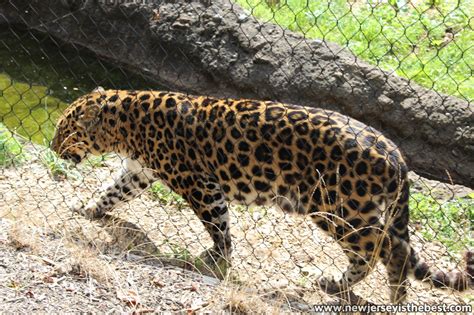 Amur Leopard At The Turtle Back Zoo New Jersey Is The Best