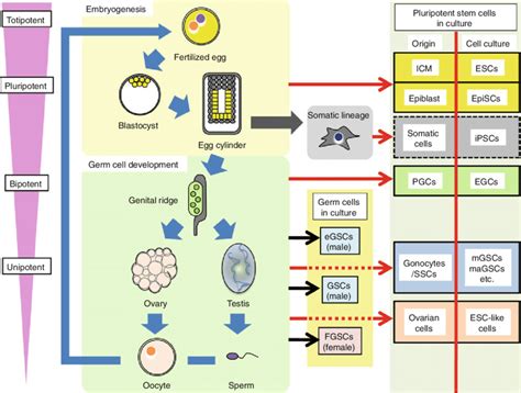 overview  mammalian germline development  resulting pluripotent