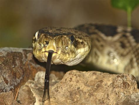 Snakes Found in Northern Illinois | Sciencing