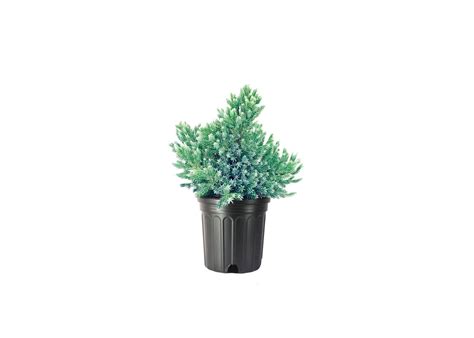 Blue Star Juniper 3 Large Gallon Size Plants Juniperus Squamata Low