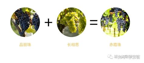 主流葡萄品种之赤霞珠cabernet Sauvignon 知乎