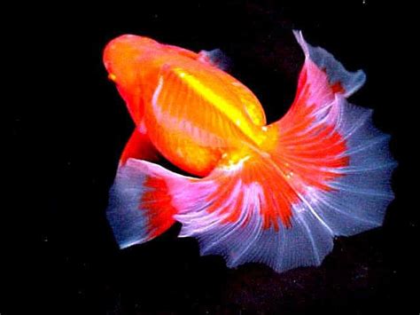 Tosakin Goldfish Fish Fish Pet