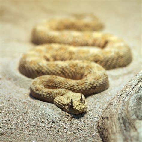 Hornviper Cerastes Cerastes Horned Desert Viper Flickr