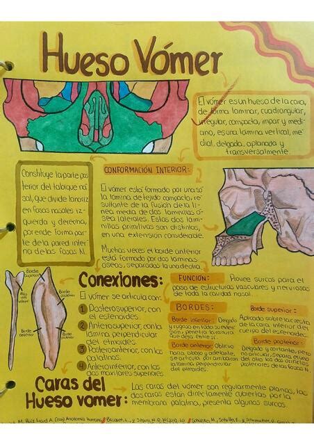 Hueso vómer Mapa conceptual Liz Parra uDocz