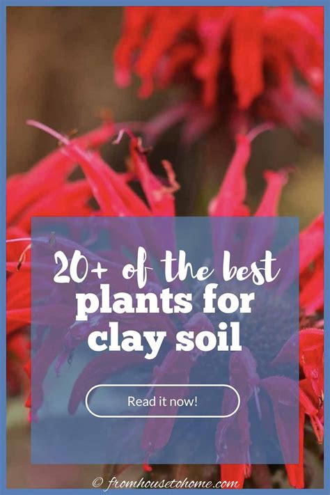 Best Plants For Clay Soil Perennials You Ll Want In Your Garden