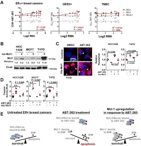 Key Survival Factor Mcl 1 Correlates With Sensitivity To Combined Bcl 2bcl Xl Blockade