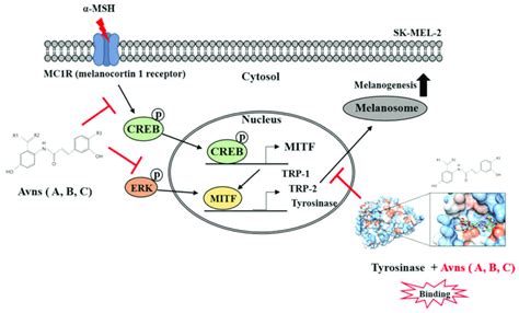 Schematic Illustration Of Inhibitory Effect Of Avn A B C On Tyrosinase
