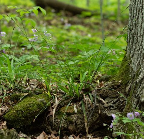 Careys Sedge Guide New York Natural Heritage Program