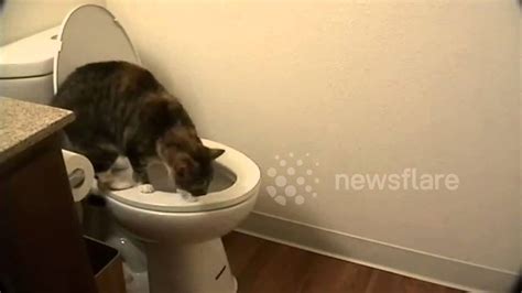 My Cat Has Been Peeing In The Toilet For God Knows How Long Youtube